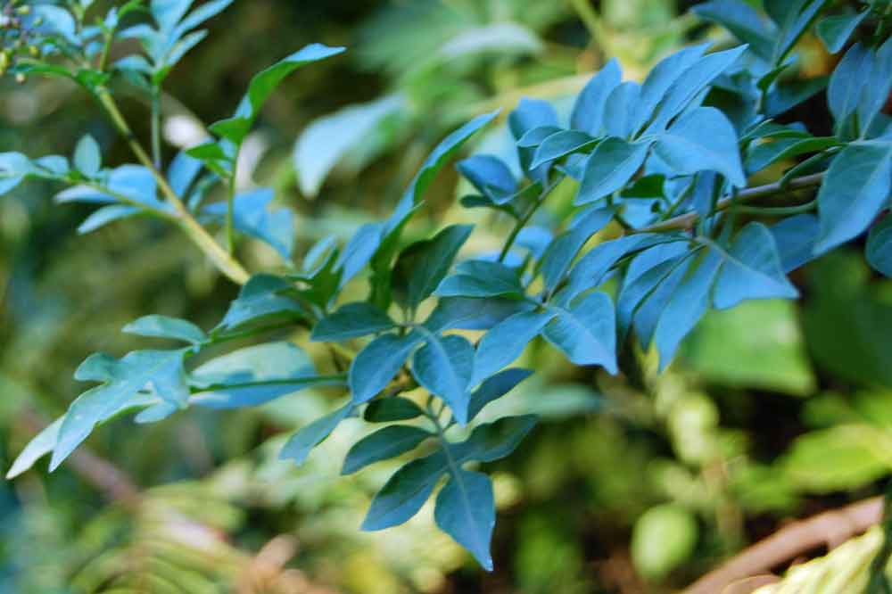Zimbabwe: Solanum seaforthianum Andrews
