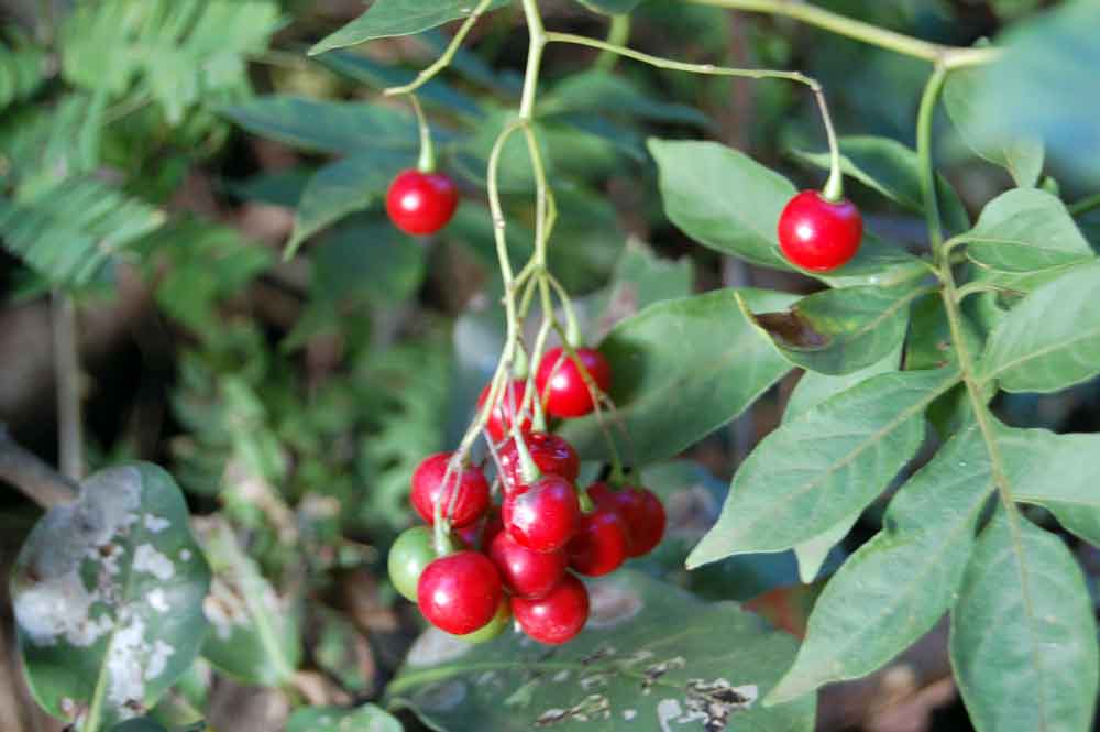 Zimbabwe: Solanum seaforthianum Andrews