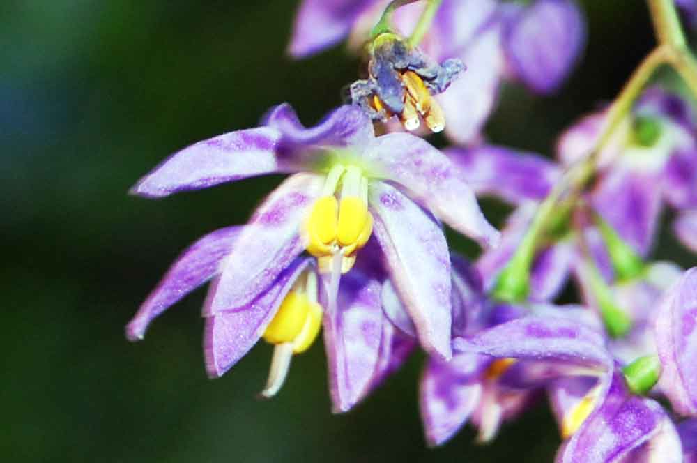 Zimbabwe: Solanum seaforthianum Andrews