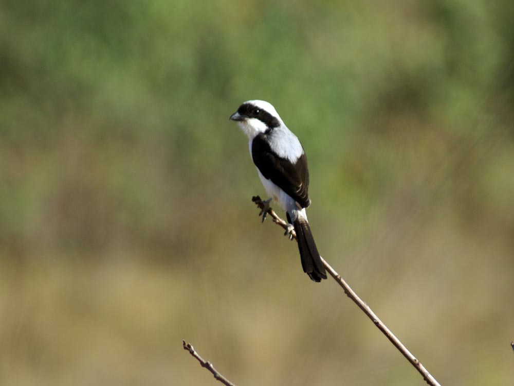 Averla cenerina