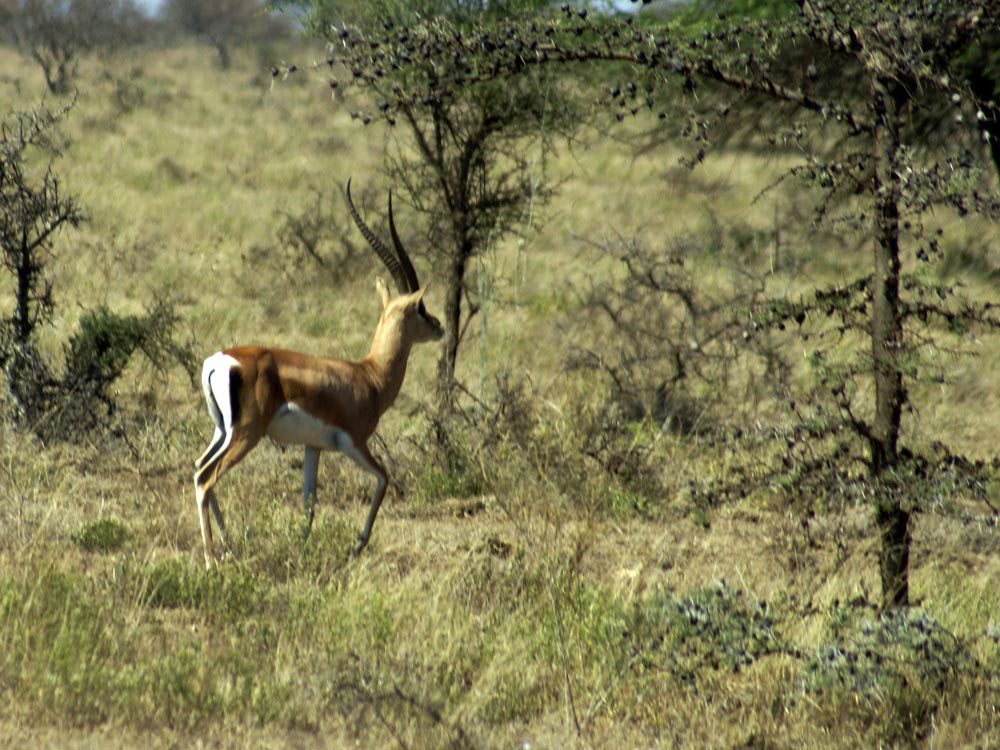 Gazzella di Grant? Etiopia