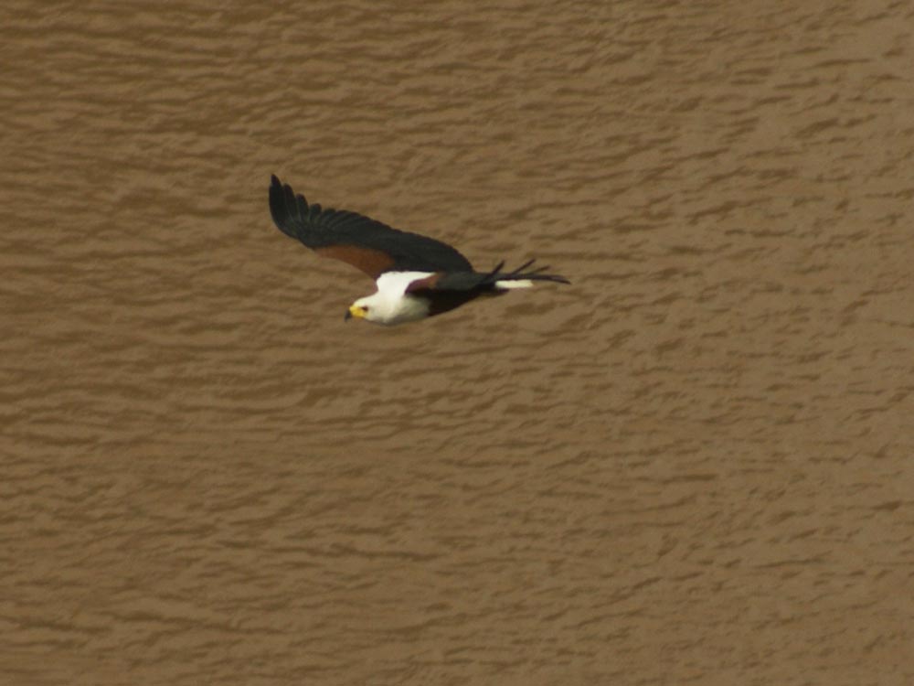 Aquila pescatrice - Etiopia