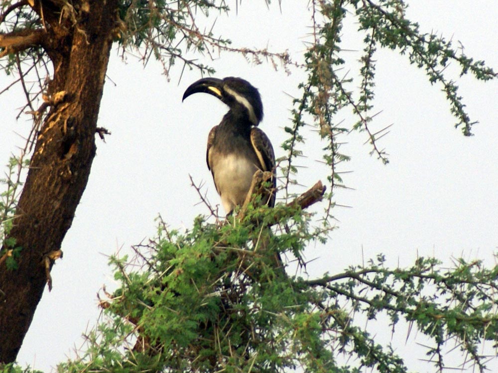 Altro bucero, Etiopia