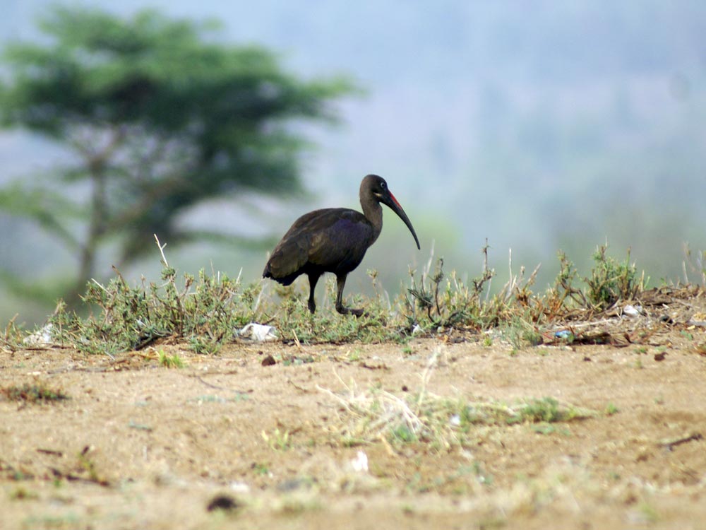 ibis - Etiopia