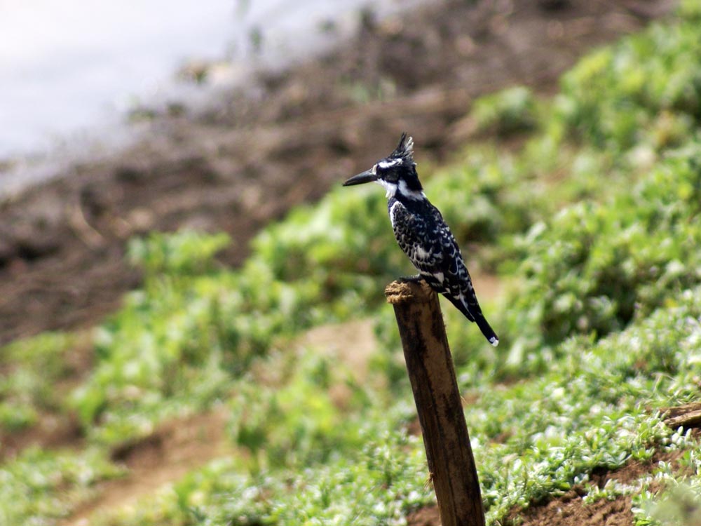 Martin pescatore bianco e nero - Etiopia