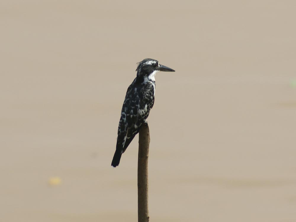 Martin pescatore bianco e nero - Etiopia