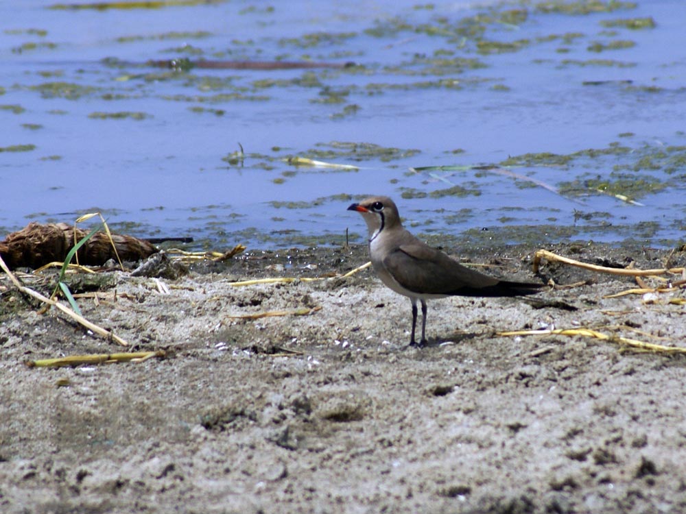 Sul Lago Turkana-Etiopia