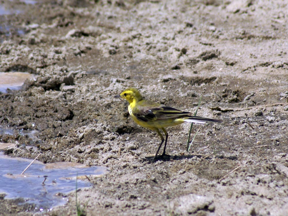 Cutrettola? Etiopia