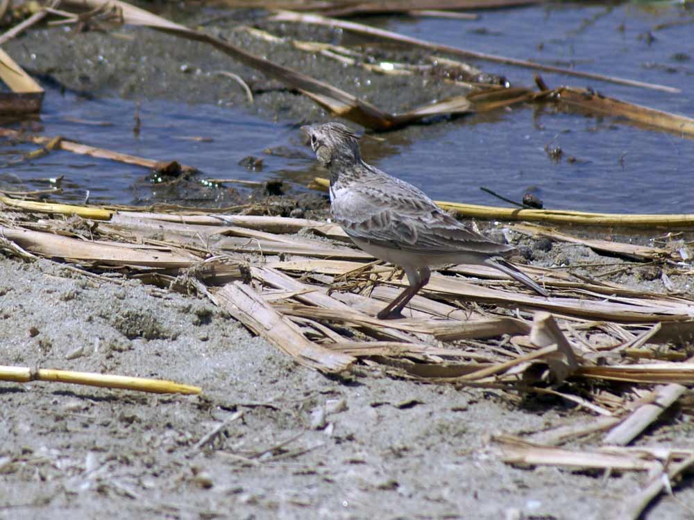 Sulla sponde del lago Turkana, Etiopia