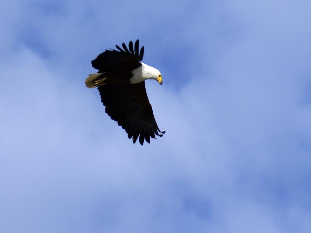 Aquila pescatrice - Etiopia