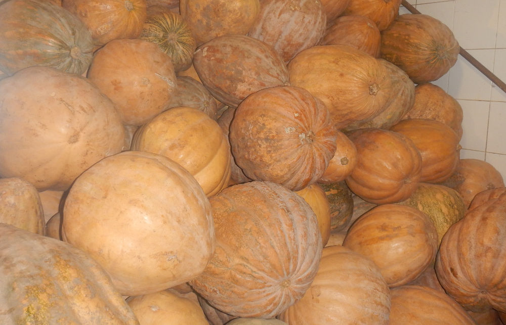 Amazzonia - Zucca