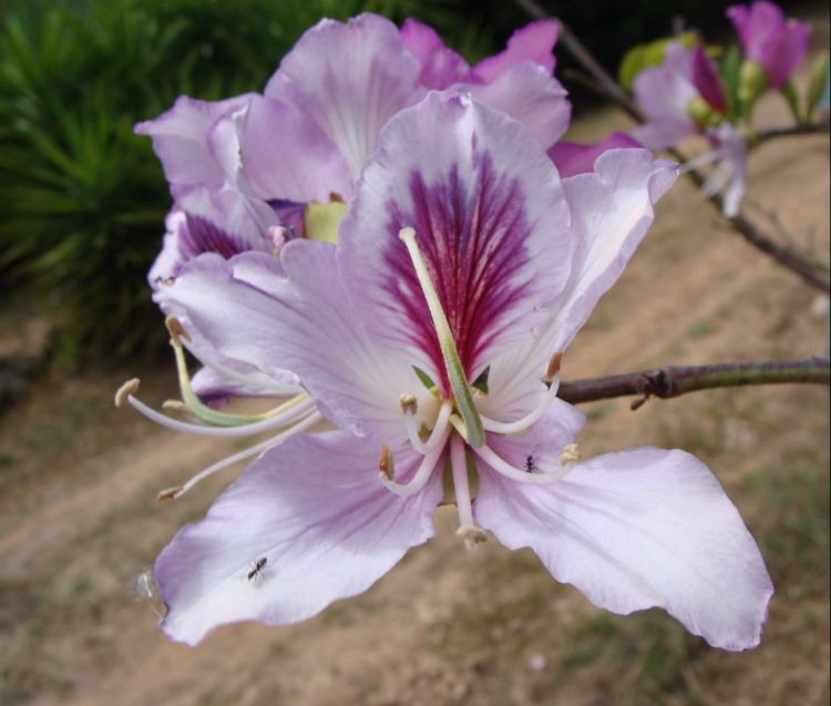 aiuto per determinare..- Bauhinia variegata