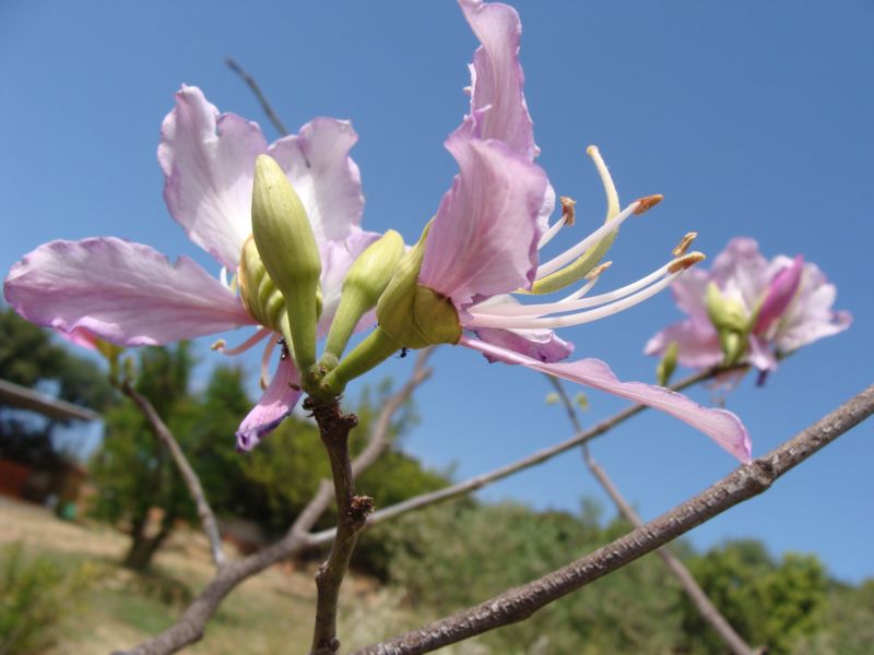 aiuto per determinare..- Bauhinia variegata