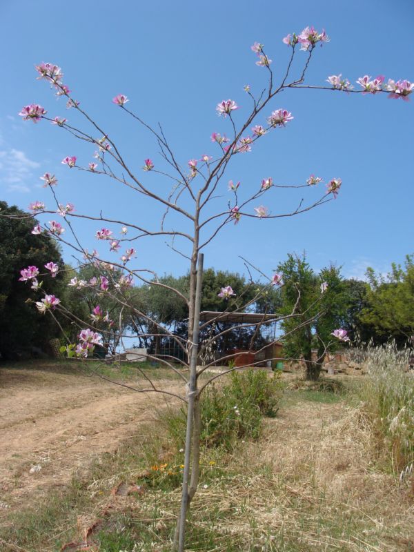 aiuto per determinare..- Bauhinia variegata