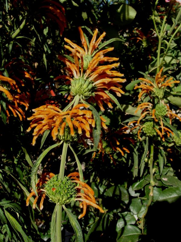 Sconosciuta....- Leonotis leonurus