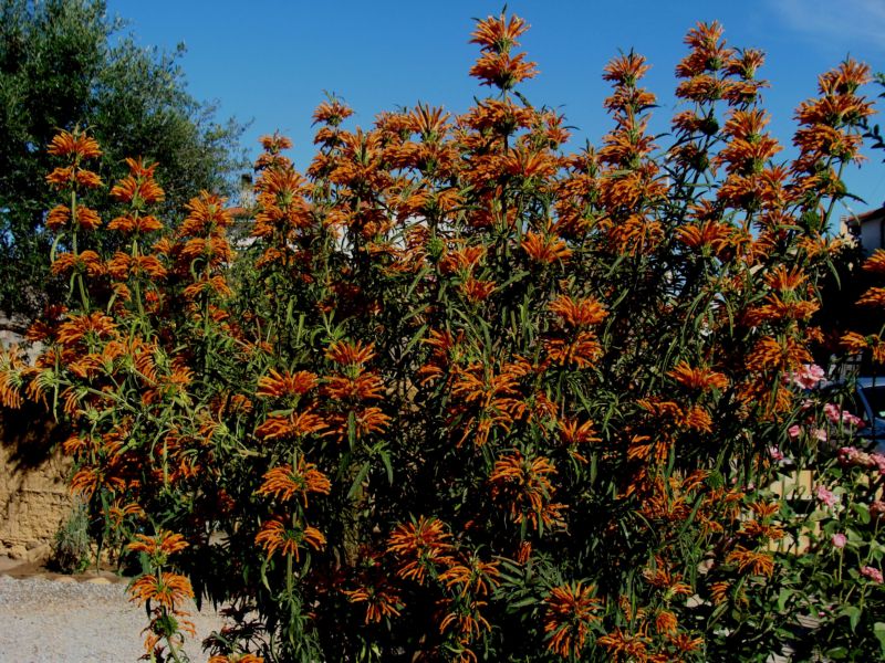 Sconosciuta....- Leonotis leonurus