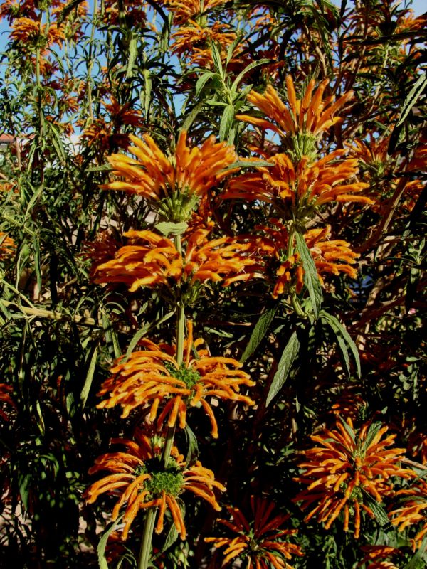 Sconosciuta....- Leonotis leonurus