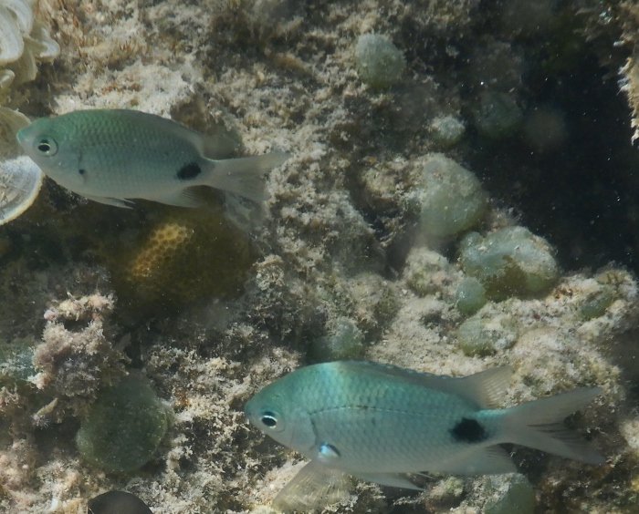 Mauritius- pesci da identificare 6