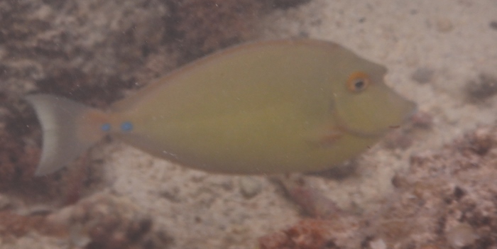 Mauritius- pesci da identificare 3