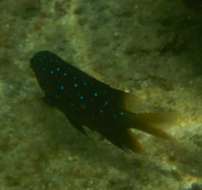 Mauritius- pesci da identificare 7
