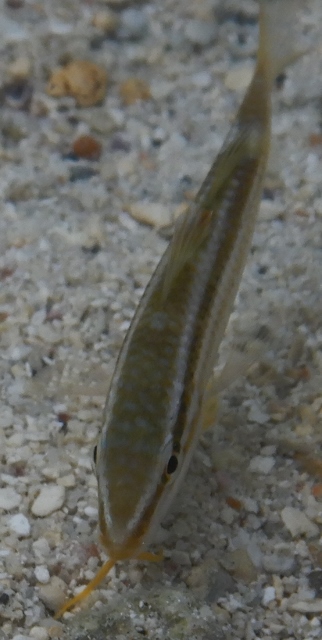 Mauritius- pesci da identificare 13