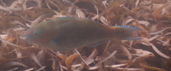 Mauritius- pesci da identificare 11