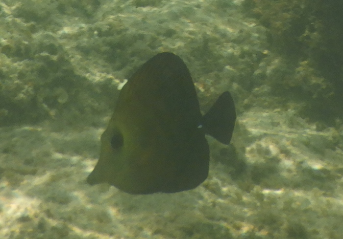 Mauritius- pesci da identificare 12