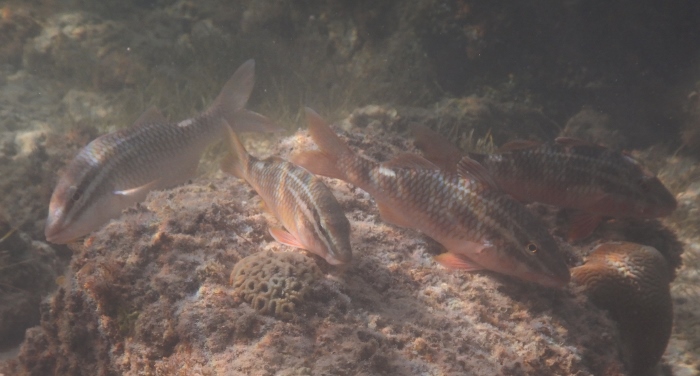 Mauritius- pesci da identificare 8