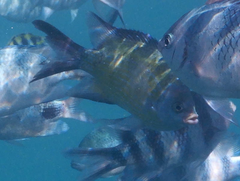 Mauritius- pesci da identificare 1
