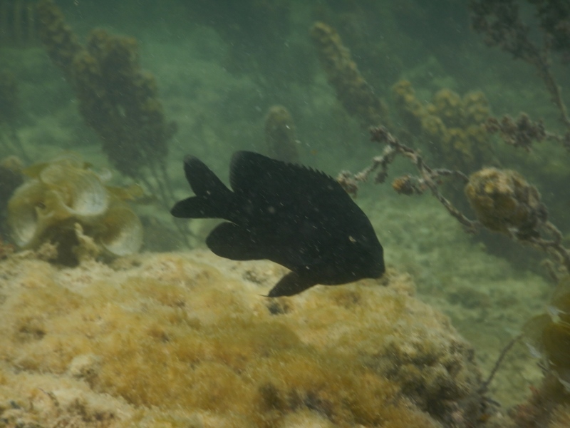 Mauritius- pesci da identificare 4