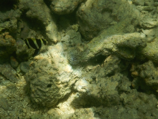 Mauritius- pesce piccolo