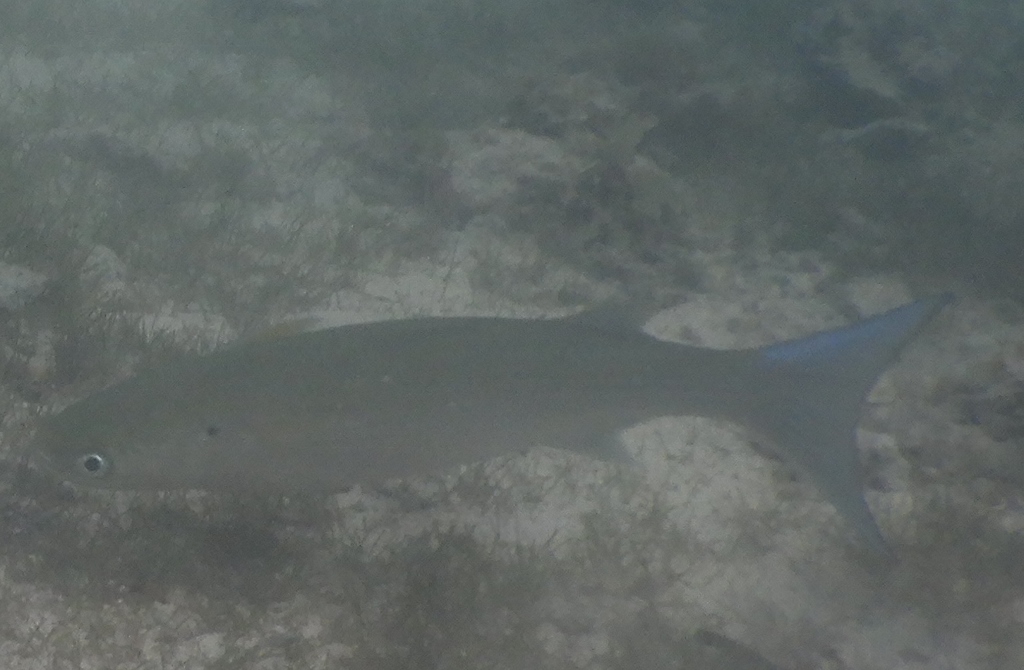 Mauritius- pesci da identificare
