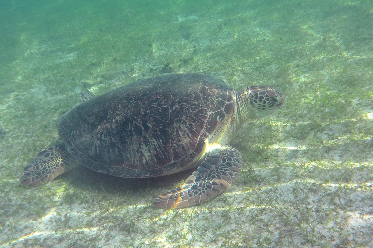 Tartarughe