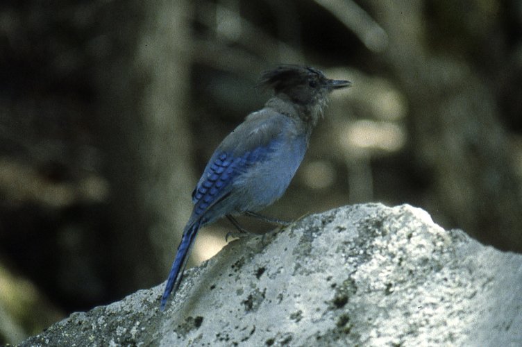 Uccello del parco di Yosemite