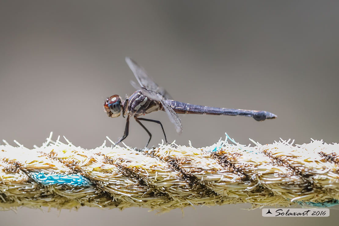 Odonata - yucatan : Orthemis discolor - femmina (???)