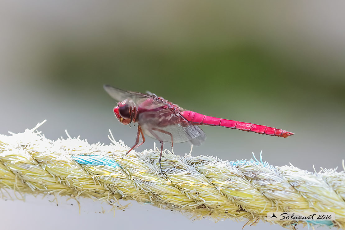 Odonata - yucatan : Orthemis discolor - femmina (???)
