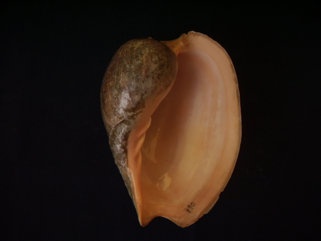 Il genere Cymbium Roding, 1798 (I I parte)