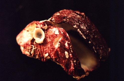 spondylus excavatus Chenu, 1845