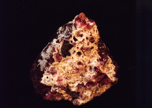 spondylus excavatus Chenu, 1845