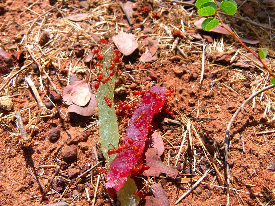 Formiche rosse Australia-