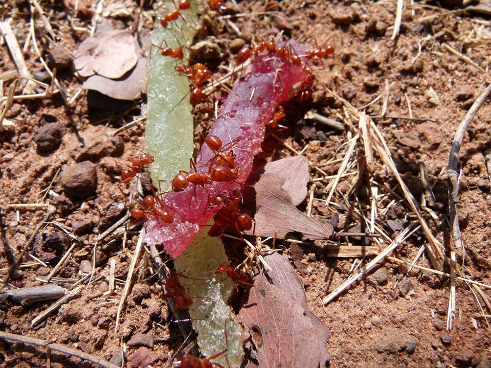 Formiche rosse Australia-