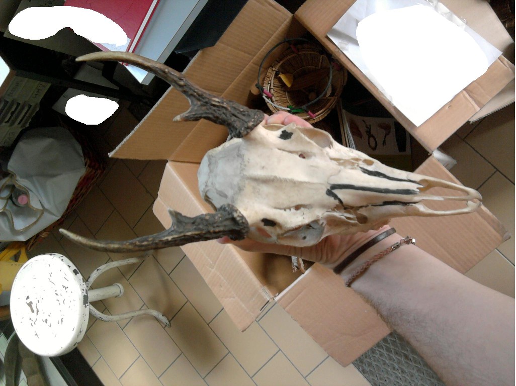 Cranio di cervide sudamericano