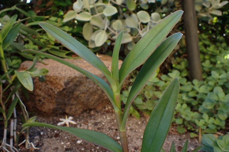 Orchidaceae:  Epidendrum sp.