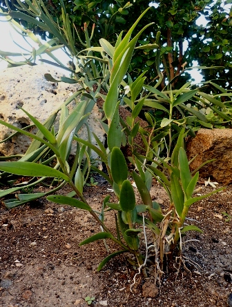 Orchidaceae:  Epidendrum sp.