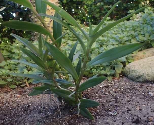 Orchidaceae:  Epidendrum sp.