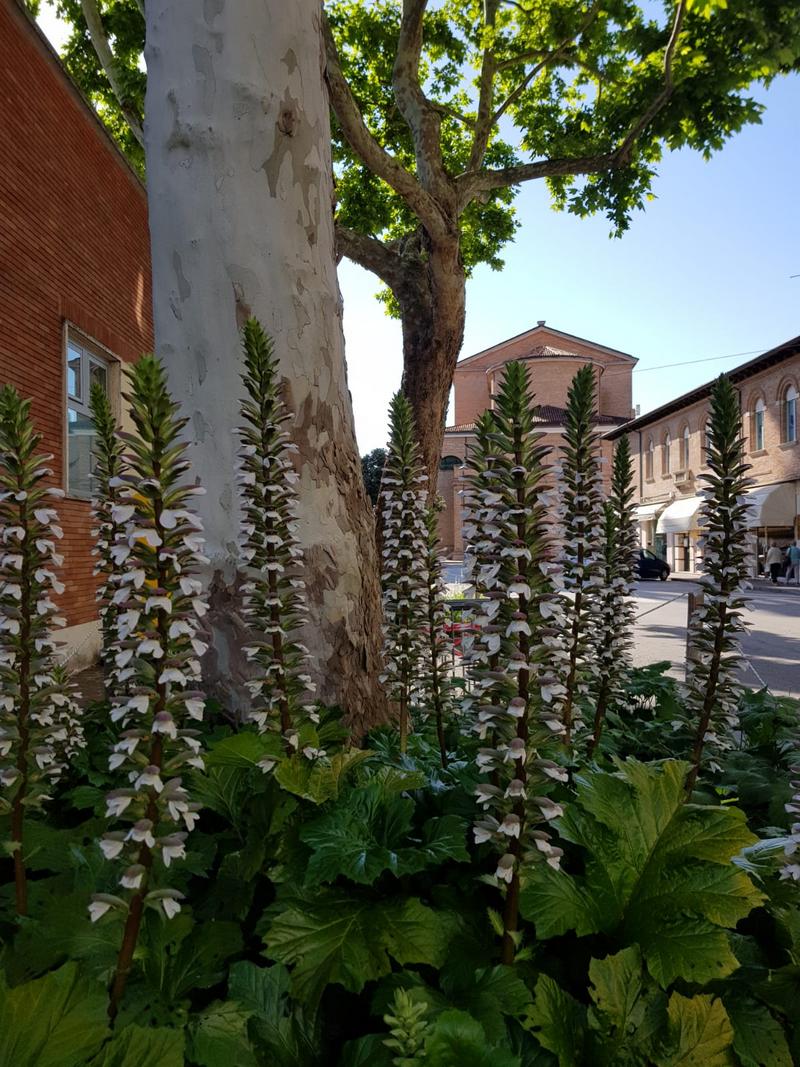 Acanthus mollis?  S !