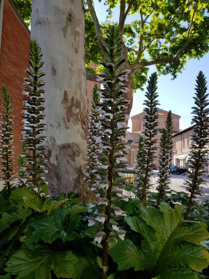 Acanthus mollis?  S !