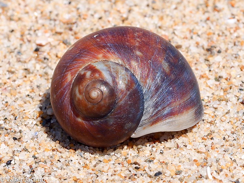 Gastropoda - Euspira fusca ?