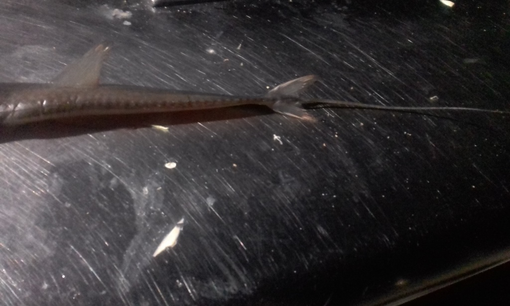Pesce NASO LUNGO bocca CORTA