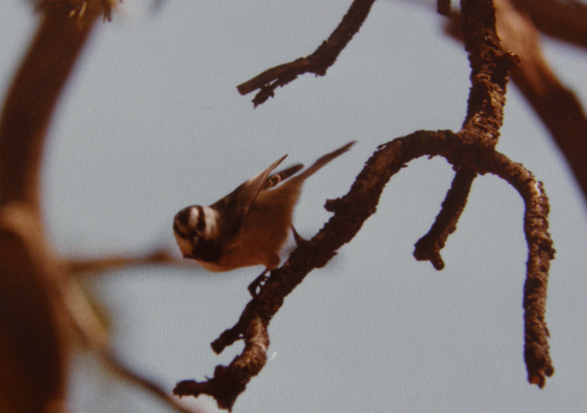 Uccelli dell''Arizona da identificare 04